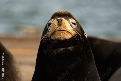 Obraz na plátne Sea Lion Looks at the Photographer With Disdain in Westport Washington