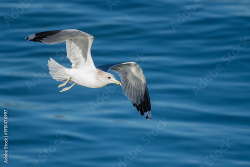 California Gull in Flight on Puget Sound Beach