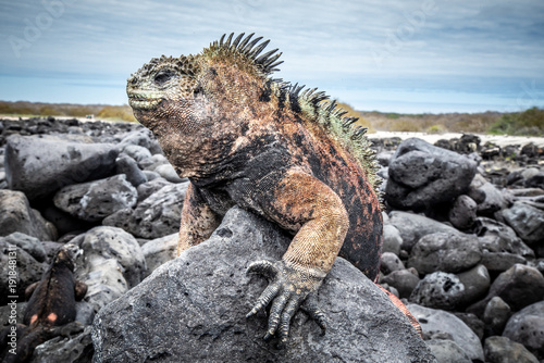 Foto Amblyrhynchus cristatus (Marine Iguana) Galápagos Islands San Cristóbal Loberia