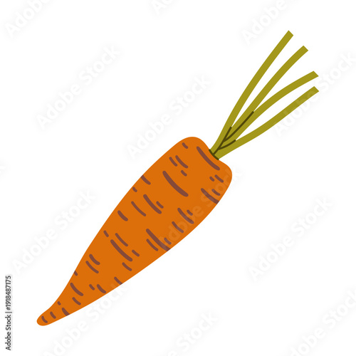 Fresh carrot vector illustration. Crispy unpeeled vegetable with green tops. Tasty organic food from the garden. Local produce for the farmers market. Harvest, dietary snack. Hand drawn cartoon doodle