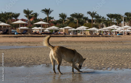 Egypt. Red wild dogs on the shore of the red sea. The animal catches fish at low tide. The hunting skills of a predator.