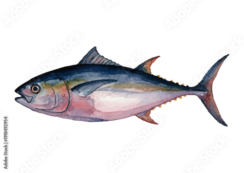 Watercolor style tuna illustration