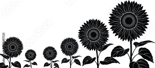 Black sunflower silhouette vector border, blooming floral field illustration, summer nature garden design, wild plant collection for decoration, print, and branding.