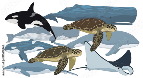 Marine Life Illustration Featuring Turtles, Sharks, and Orcas in Oceanic Environment from Aerial Viewpoint