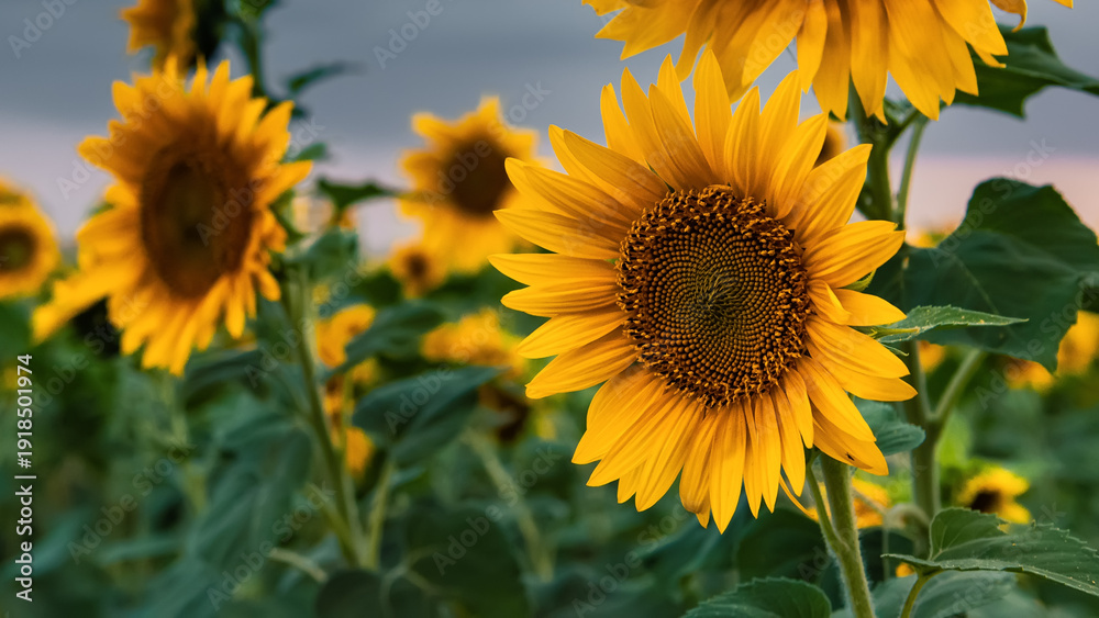 Fototapeta premium GIRASOLES EN EL CAMPO