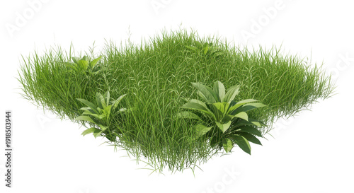 grass isolated on white background Green grass and natural foliage in meadow field, isolated PNG for design use.