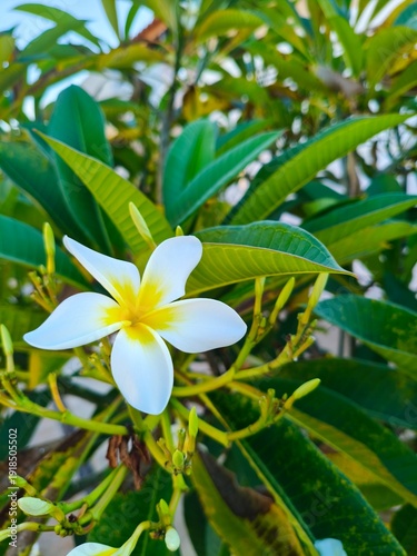 Plumeria Flower with Yellow Center and Green Leaves