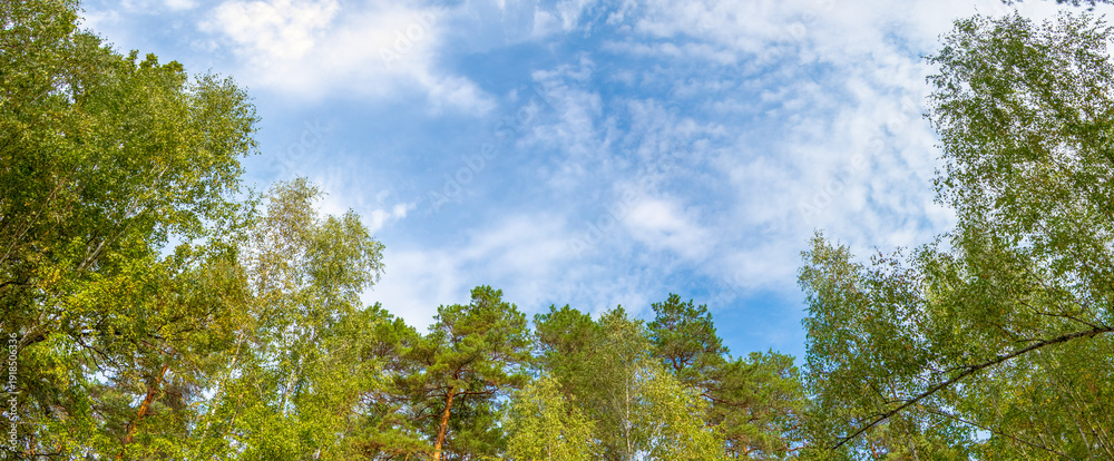 Fototapeta premium horizontal banner with a beautiful forest landscape