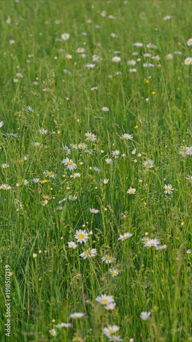 Wallpaper Mural A Vibrant Meadow Richly Filled with Beautiful Wildflowers Blooming During Springtime Torontodigital.ca