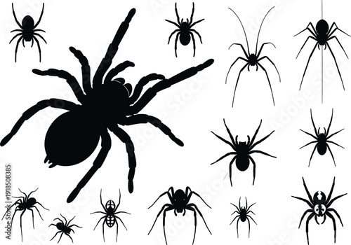 Black spider silhouettes collection, various spider species vector illustration, tarantula, web spiders, creepy insects, Halloween design elements, isolated on white background