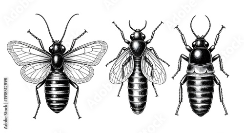 Set of 3 Vintage Engraving Style Insect Illustrations