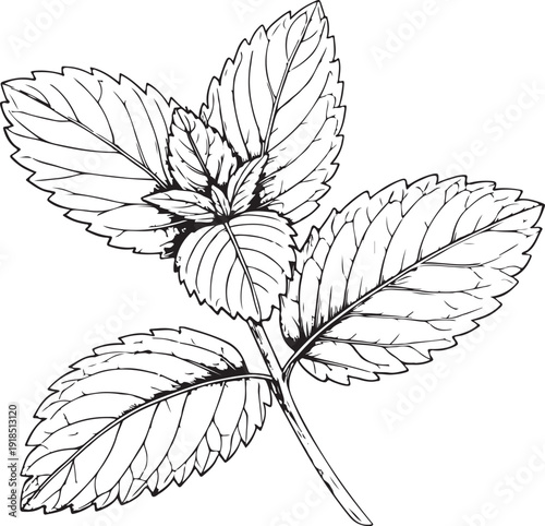 Spearmint Culinary Herb Hand-drawn Sketch Drawing Vector Illustration, Line Linear Symbol Black and White Engraving, Isolated