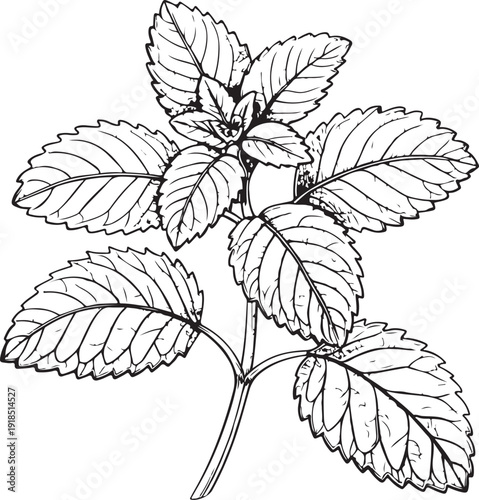 Lemon balm Herb Hand-drawn Sketch Drawing Vector Illustration, Line Linear Symbol Black and White Engraving, Isolated