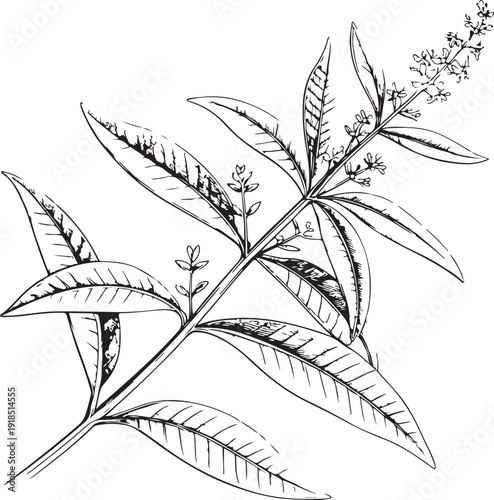 Lemon verbena Hand-drawn Sketch Drawing Vector Illustration, Line Linear Symbol Black and White Engraving, Isolated