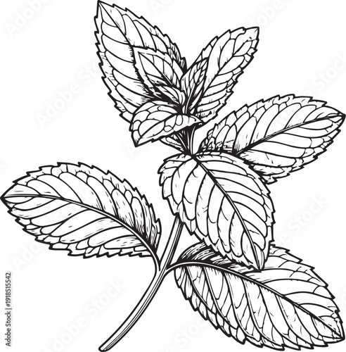 Mint Herb Hand-drawn Sketch Drawing Vector Illustration, Line Linear Symbol Black and White Engraving, Isolated