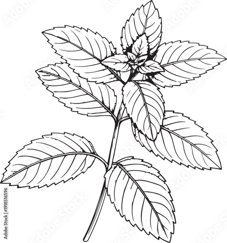 Peppermint Culinary Herb Hand-drawn Sketch Drawing Vector Illustration, Line Linear Symbol Black and White Engraving, Isolated