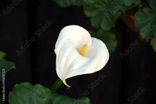 White calla lily zantedeschia blossom