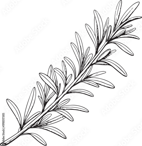 Rosemary Branch Culinary Herb Hand-drawn Sketch Drawing Vector Illustration, Line Linear Symbol Black and White Engraving, Isolated