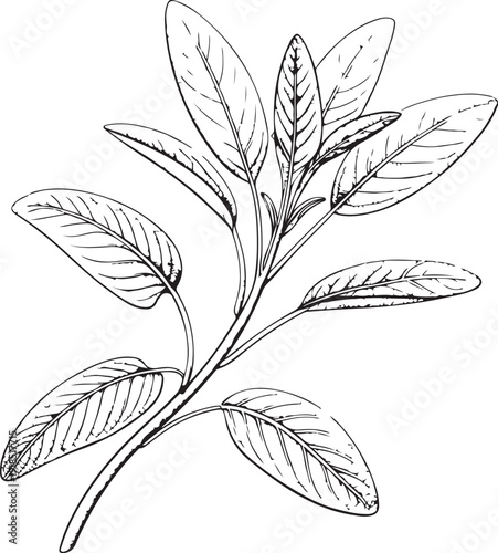 Sage Branch Herb Hand-drawn Sketch Drawing Vector Illustration, Line Linear Symbol Black and White Engraving, Isolated