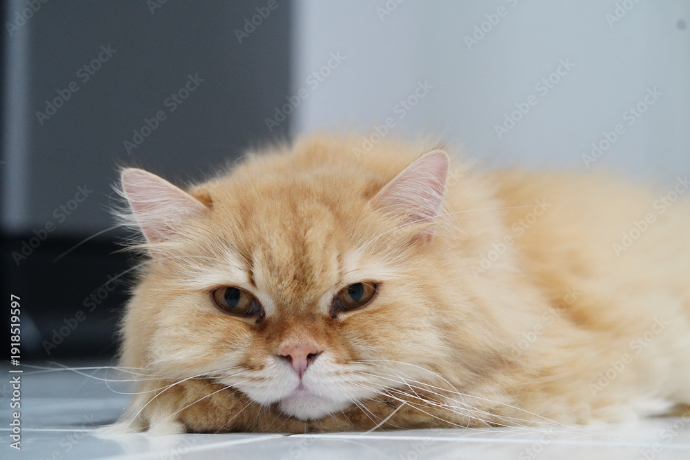 Obraz premium Fluffy cat orange fur long hair feline pet animal relaxed lying whiskers cute expression domestic indoor mammal adorable calm soft closeup face eyes ears nose paws white floor home peaceful gentle