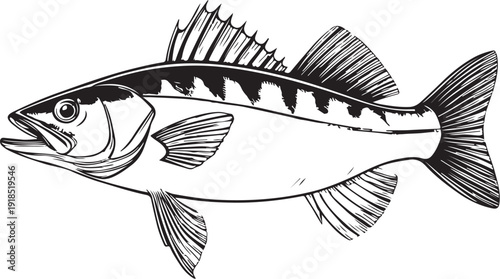 Zander Fish Hand-drawn Sketch Drawing Vector Illustration, Line Linear Symbol Black and White Engraving, Isolated