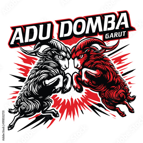 
Adu domba indonesian sheep fighting tradition