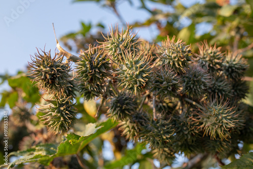 Konstfotografi Ricinus communis -- Castor oil plant