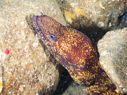 Photos ウツボ, ウツボ科,
Brutal Moray, Gymnothorax kidako,
クリアクリーナーシュリンプ, Rock shrimp, Clear C