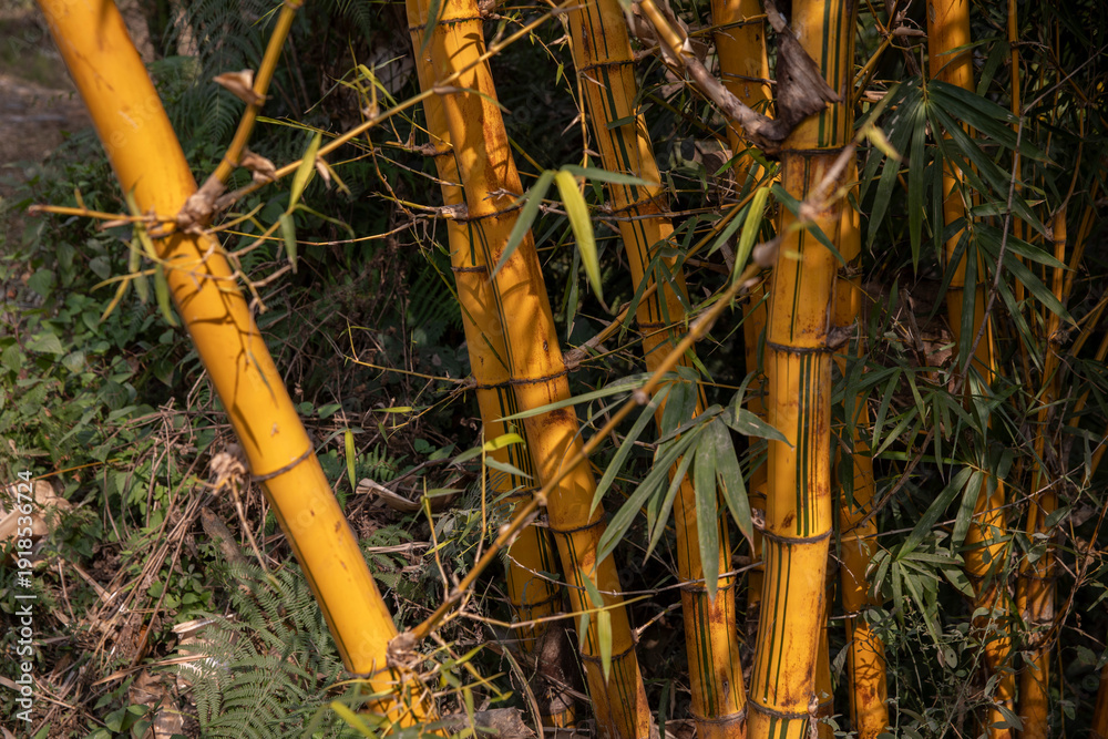 Fototapeta premium Schizostachyum brachycladum -- Scared Bali Bamboo 