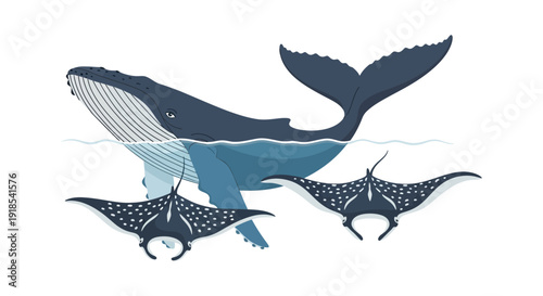 Majestic whale and manta rays swimming together in the ocean viewed from above the water surface