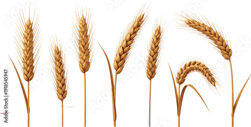 Realistic wheat ears vector set with golden barley spikes isolated agricultural grain illustration