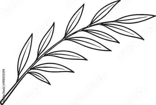 Willow Leaf Branch Narrow Leaves Line Art Black White Botanical Illustration