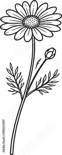 Prickly pear cactus pad line art black and white botanical illustration eps svg