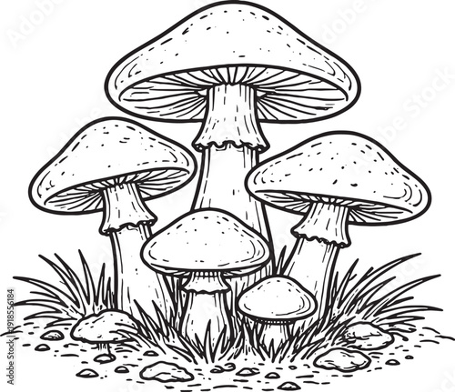 Liverwort Cluster Botanical Form Line Art Black White Illustration