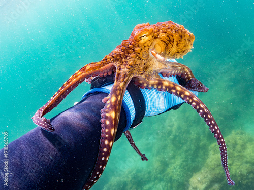 Foto 大きなワモンダコ, マダコ科,
Big Blue Octopus, Octopus cyanea, 
他。
ヒリゾ浜南伊豆町中木
静岡県伊豆半島-2025
日本