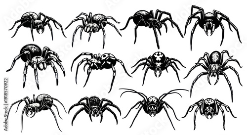 Collection of Spiders Vector Illustration: Black and White Line Art