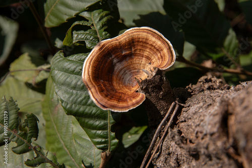 Photos Microporus xanthopus - Yellow-footed Polypore