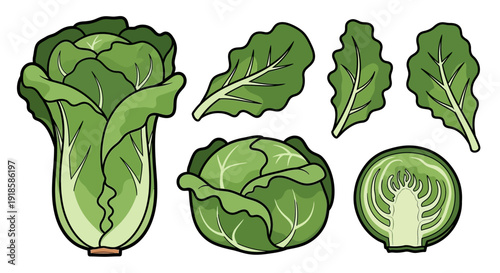 Collection of fresh green lettuce heads including whole and sliced halves