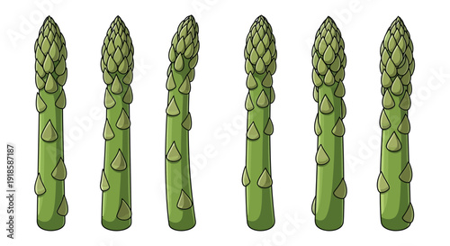 Green Asparagus Spear Illustration Set Isolated on White Background