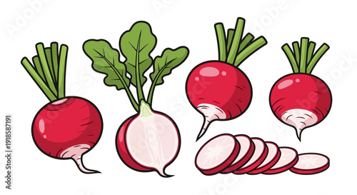 Fresh Red Radish Illustration Set with Whole Vegetable, Half, and Slices