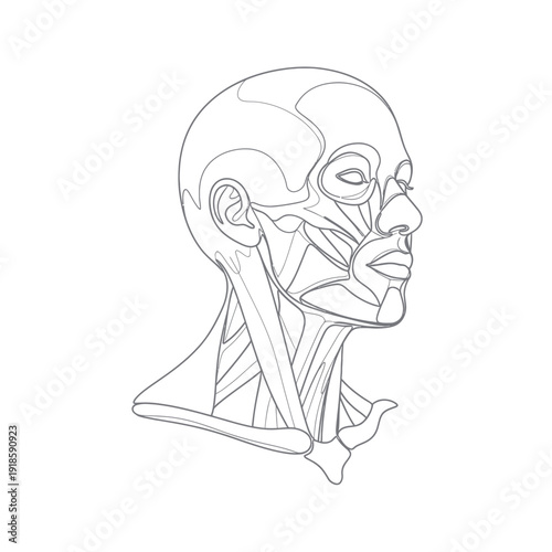 Anatomical Head and Neck Muscles, Line Art, Medical Illustration