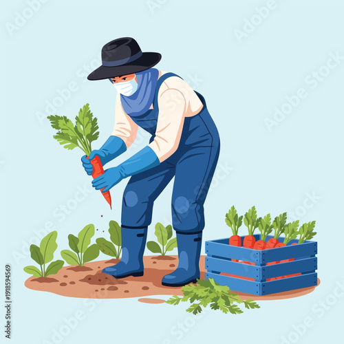 Modern Farmer Harvesting Carrots Safely