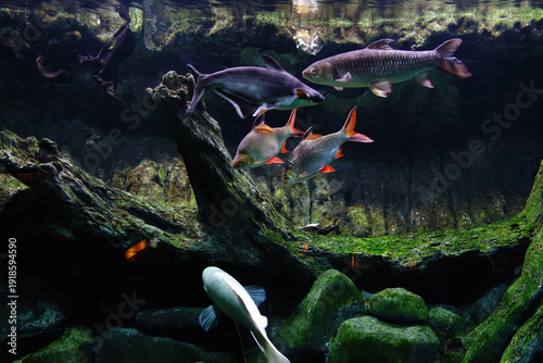 Wallpaper Mural Four tropical fish swim gracefully among mossy rocks underwater. Torontodigital.ca