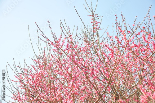 ピンク色の花　梅