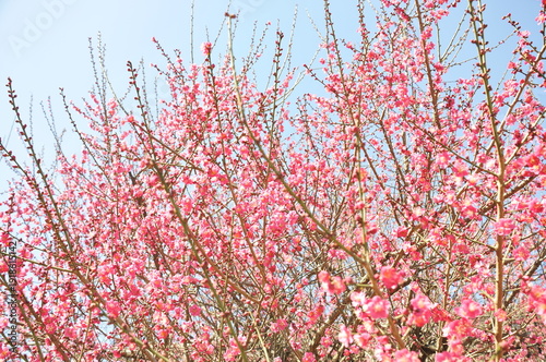 ピンク色の花　梅