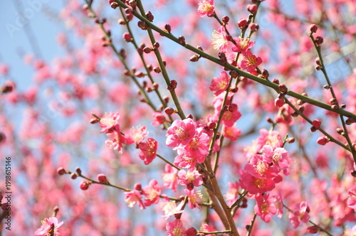 梅の花　ピンク