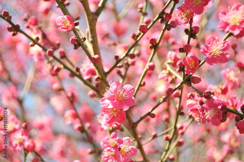 梅の花　ピンク色