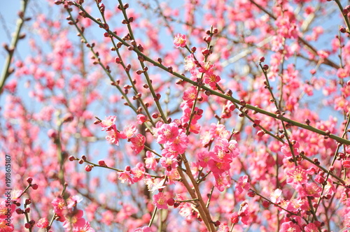 ピンク色の花　梅