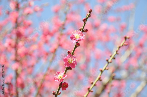 ピンク色の花　梅