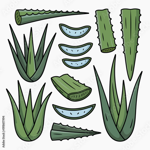 Aloe vera plant parts illustration